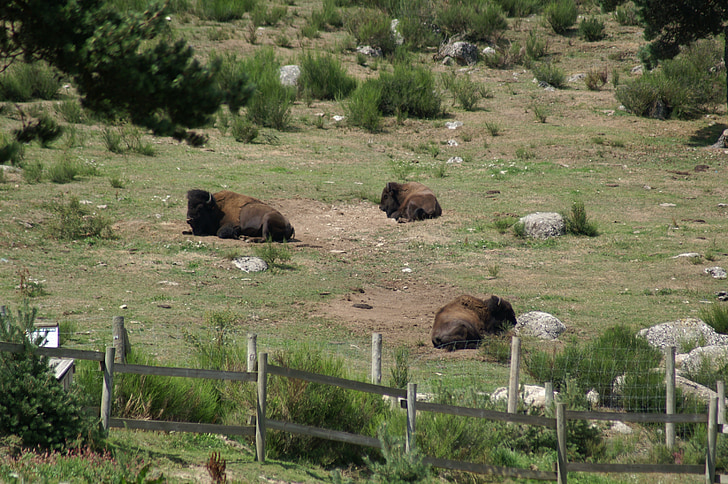 Stumbras, laukinių bizonų rezervas, gyvūnai, Poilsio, margeride, Europoje, Prancūzija