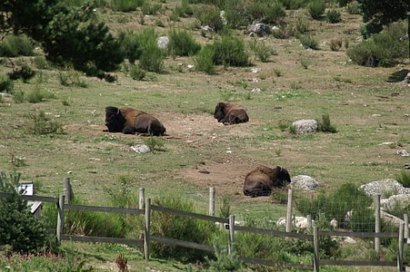 Bison, Reserva de bisão selvagem, animais, descanso, Margeride, Europa, França