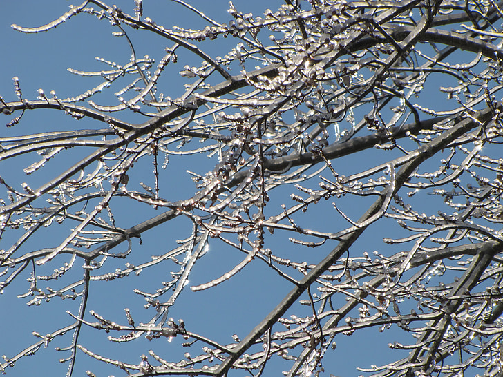 Şube, ağaç, buz