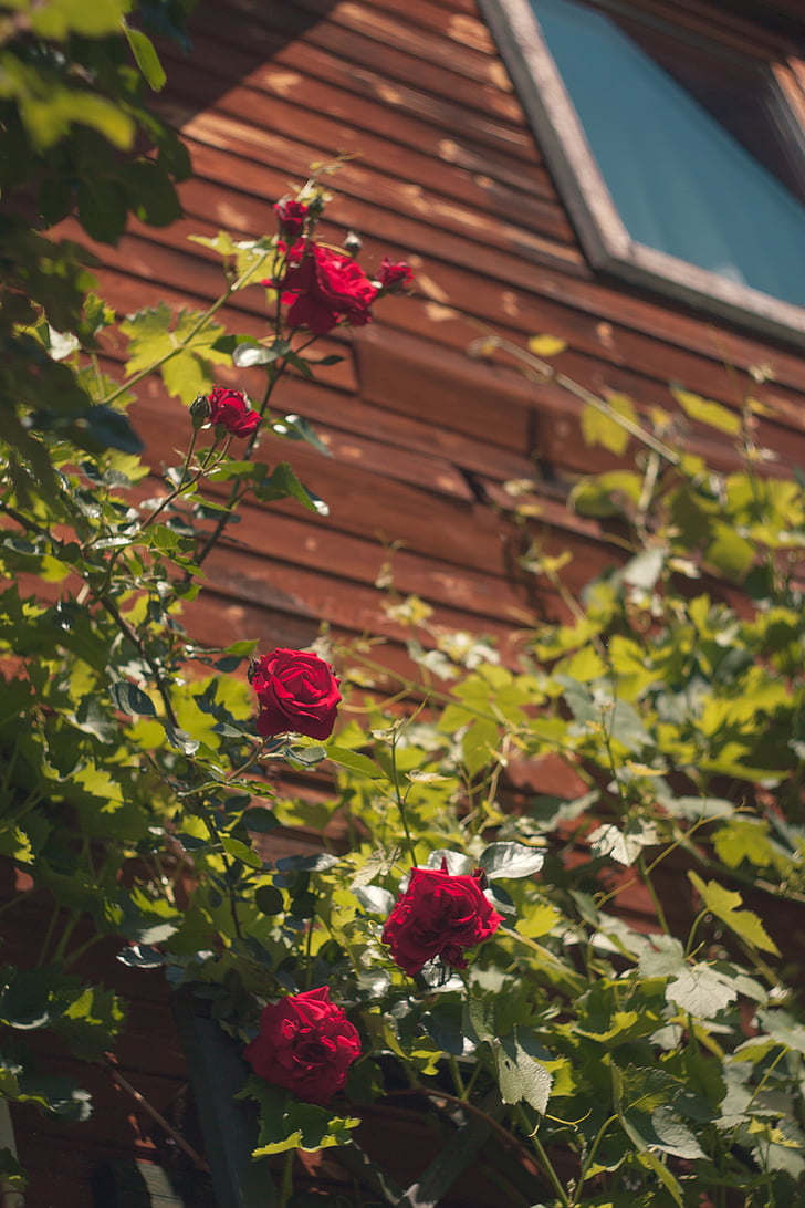 εξοχικό σπίτι, τριαντάφυλλα, λουλούδια, φυτό, το καλοκαίρι, φύση, τριαντάφυλλο