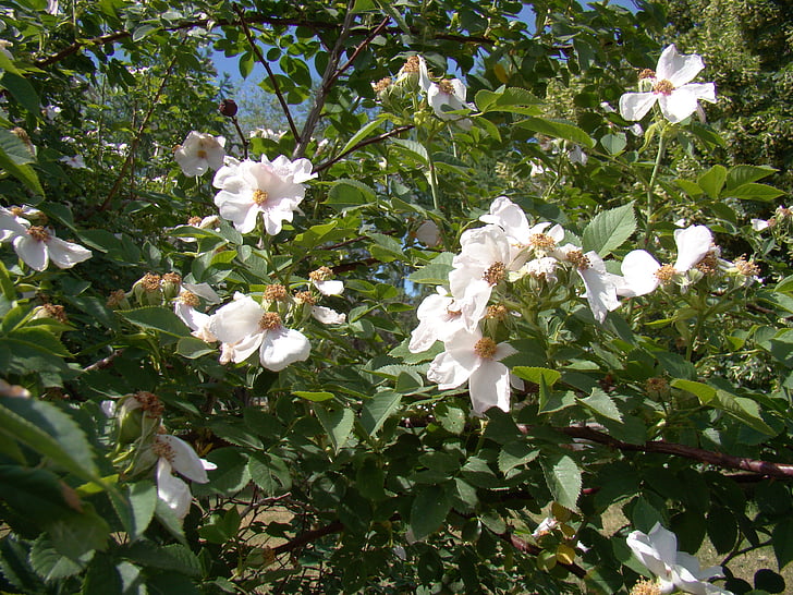 Rosa Mosqueta, flors, l'estiu, juny, sol, dia, blanc