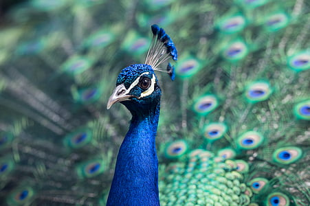 animal, beak, feathers, peacock, tail of a peacock