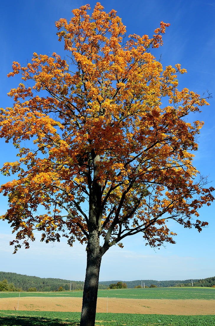 дърво, Есенно злато, Warmia, жълти листа, природата, небе, Полша