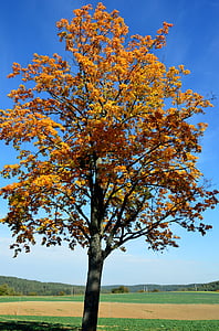 δέντρο, Χρυσή φθινόπωρο, Warmia, κίτρινα φύλλα, φύση, ουρανός, Πολωνία