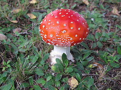 飞金顶, 蘑菇, 秋天, 有毒