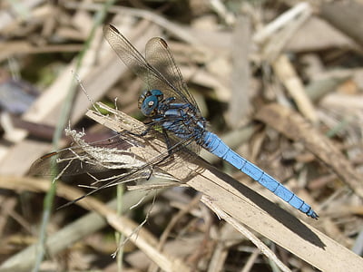 Ważka, niebieskie ważki, staw, Orthetrum cancellatum, liść, skrzydlaty owad