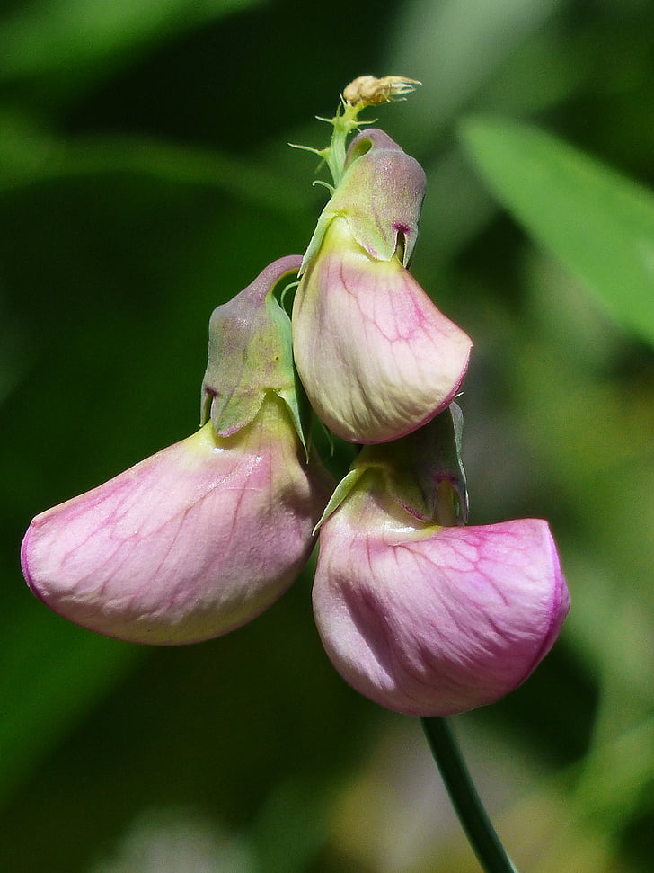 lathyrus tuberosus, bud, blossom, bloom, flower, purple, violet