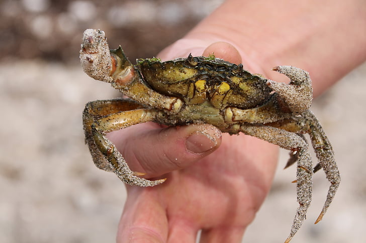 Marea Baltică, crab, crab de mână