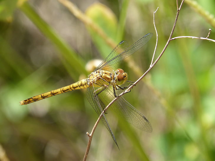 Dragonfly, gul slända, Cordulegaster boltonii, gren, vattenmiljön
