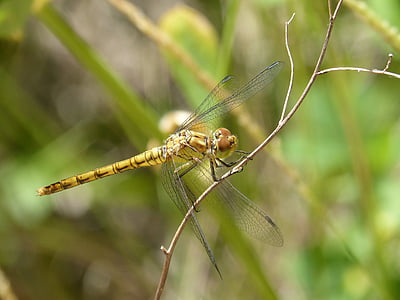 Dragonfly, kollane kiil roosadel, cordulegaster boltonii, filiaali, veekeskkonna