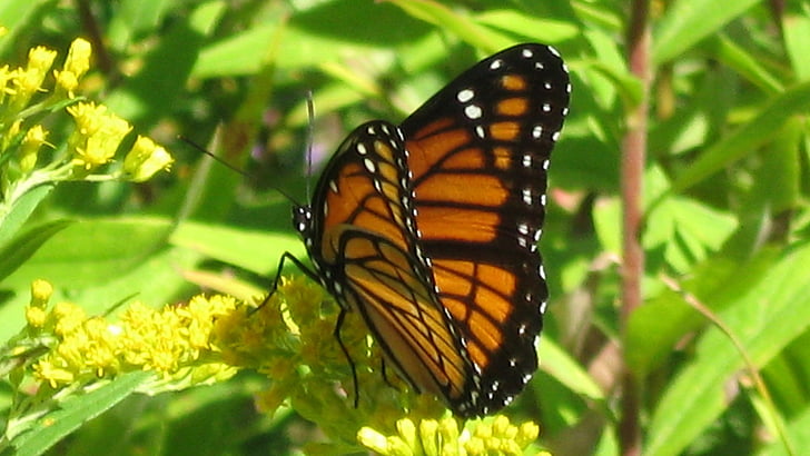 Monarch sommerfugl, blomst, Blossom, Bloom, insekt, vinger, makro