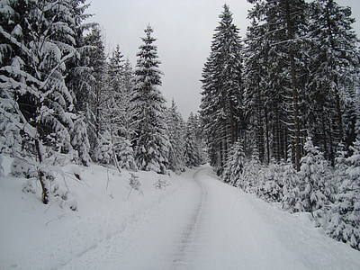 Winterberg, Almanya, kar, kayaklı koşu, Kış, manzara
