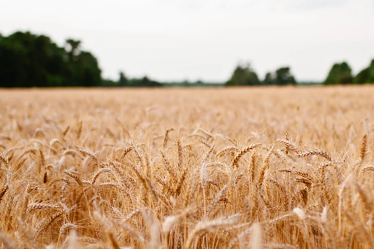 pšenice, rostliny, pole, zemědělství