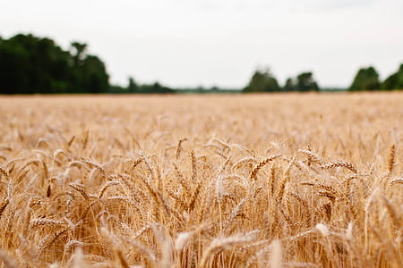 trigo, plantas, campos, agricultura