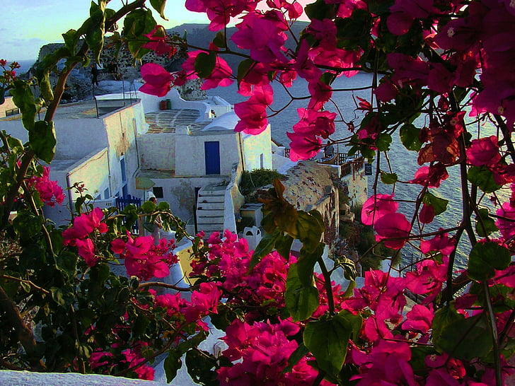 Santorin, květiny, řecký ostrov