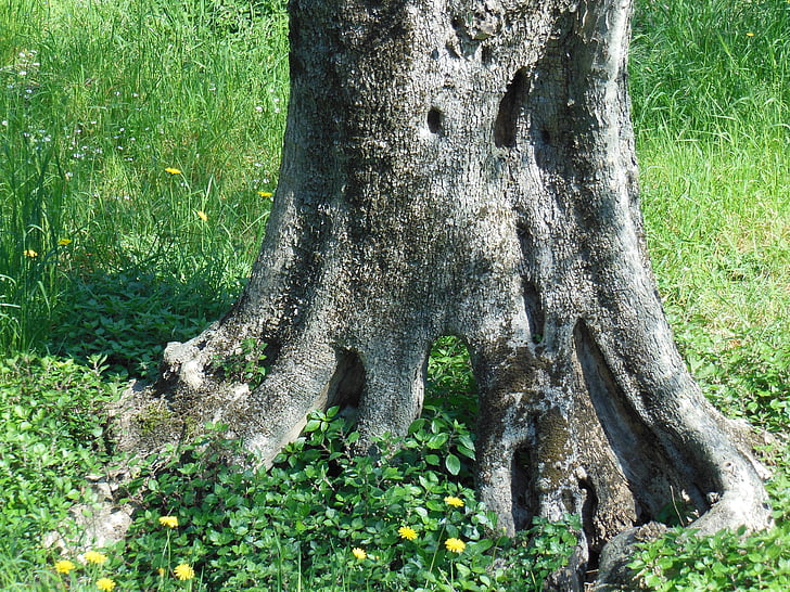stablo masline, Stara maslina, zapisnik, drvo, struktura, pleme, maslina korijen