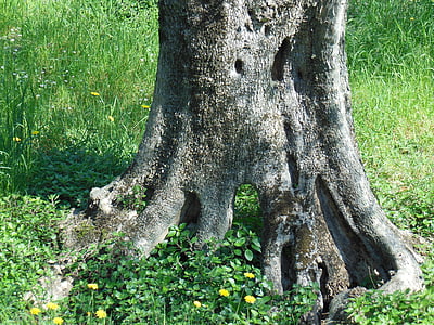オリーブの木, 古いオリーブの木, ログ, 木材, 構造, 族, オリーブの根