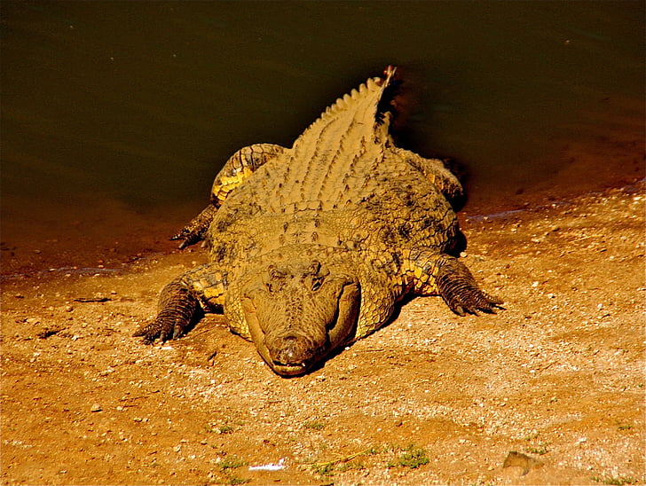 Krokodýl, zvířata, Afrika