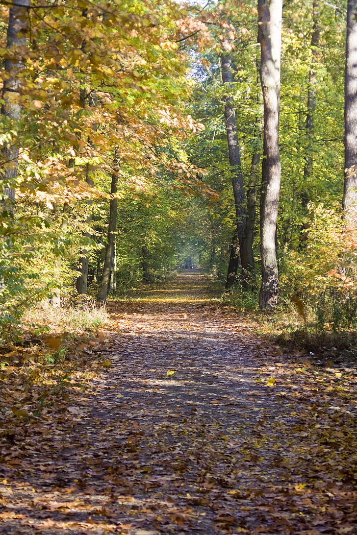 autumn way, trail, beech wood, golden, october, autumn, sunny