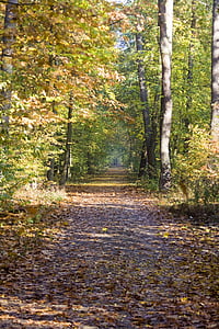 rudens veids, taka, dižskābarža koksnes, zelta, oktobris, rudens, saulains