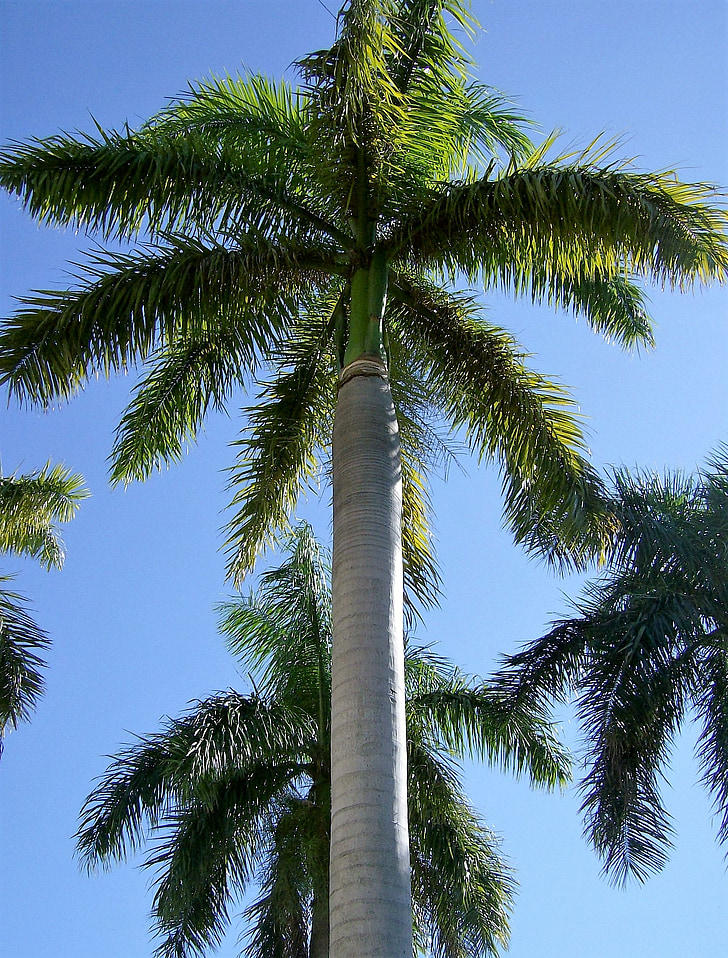 palmeira, árvore, tropical