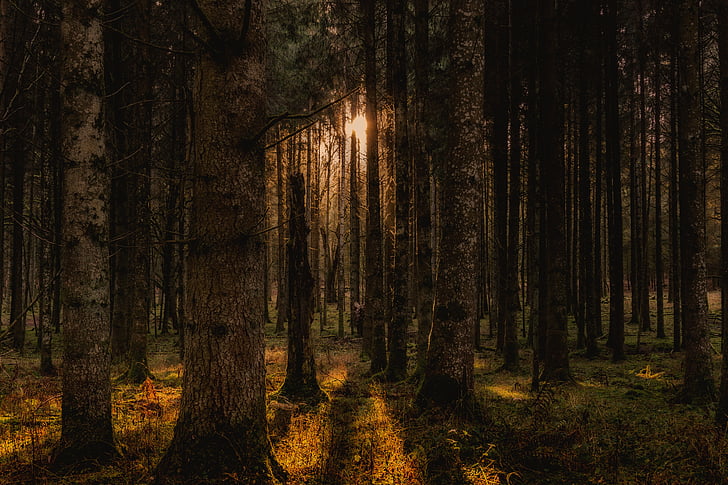 Metsä, puut, maisema, Luonto, Panorama, mieliala, Saksa