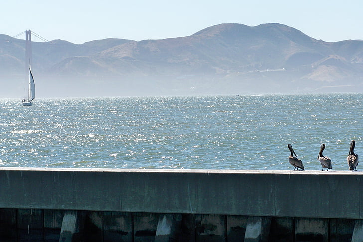 San francisco, mar, California, Bahía, barco, aves