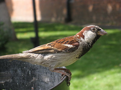 Sparrow, burung, bertengger, potret, Profil, satwa liar, alam