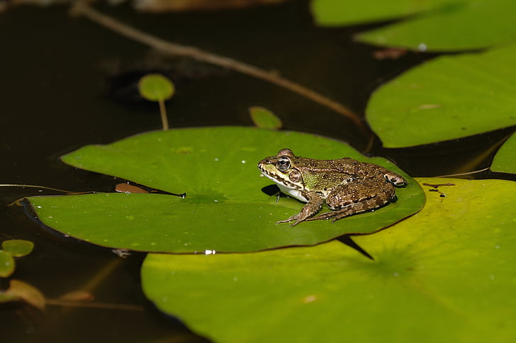 frog, water, animal, pond, lake rose, green