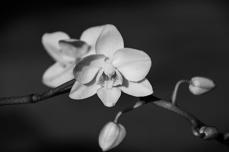 Orquídea, flor, floración, flor, planta, Phalaenopsis, Blanco