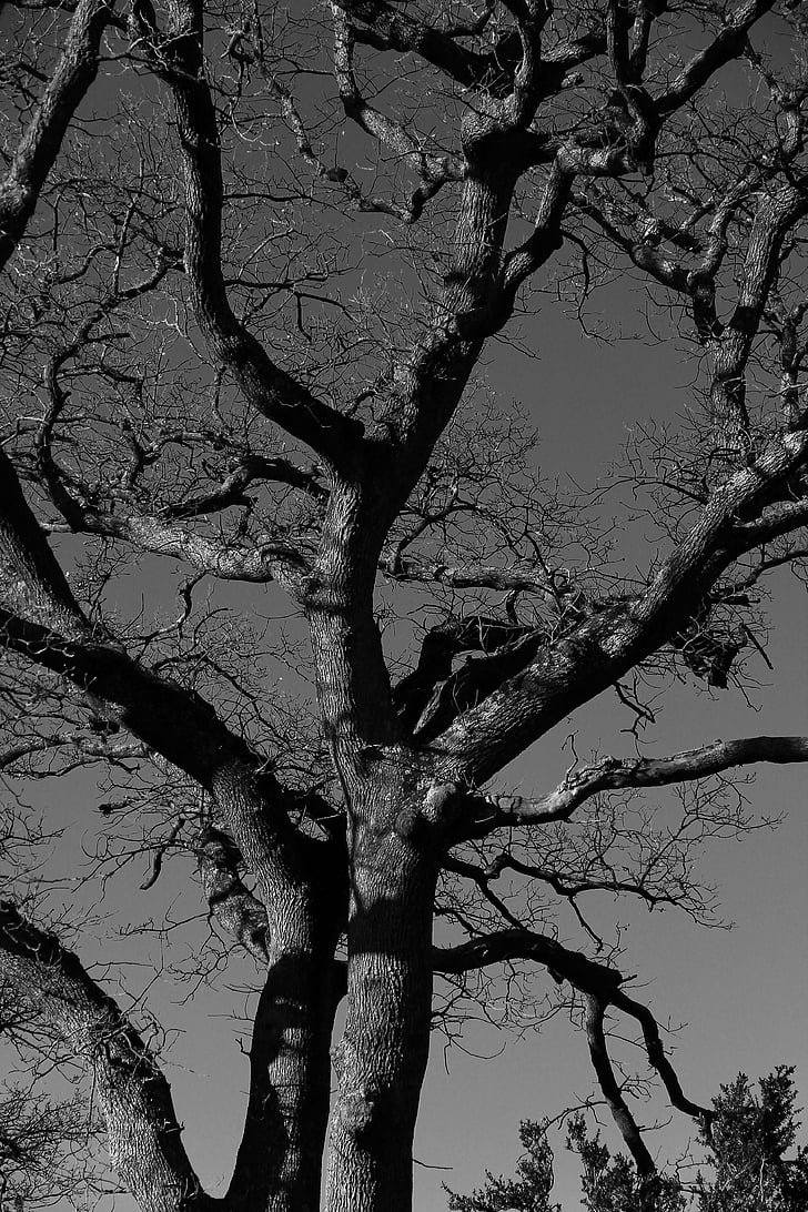 arbre, blanc i negre, fotografia, natura