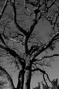 koks, melnbalts, fotogrāfija, daba