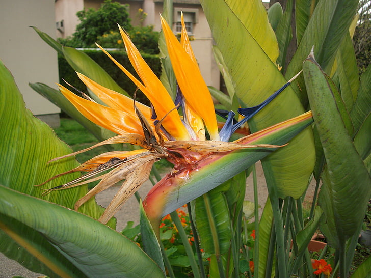 bird of paradise, flower, nature, plant, leaf, agriculture, yellow