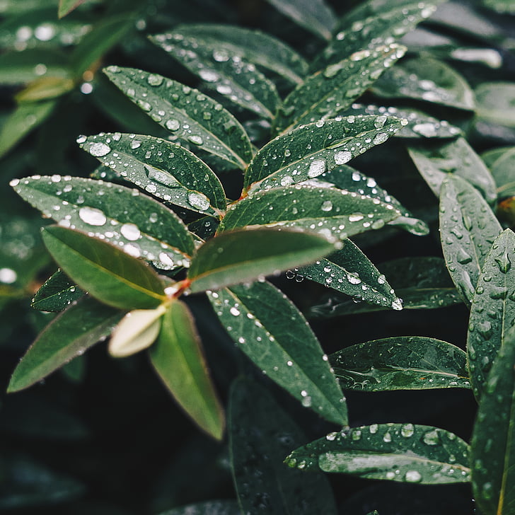 πράσινο, φύλλο, φυτό, φύση, υγρό, βροχή, νερό
