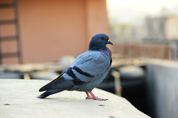 Pigeon, fugl, dyr, natur