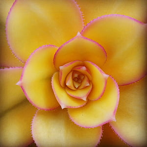 Sukulentní, Flora, žlutá, květ, Příroda, okvětní lístek, růst