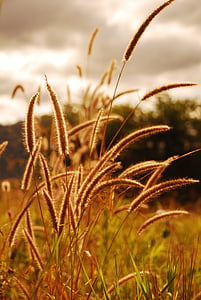 trava, priroda, ljeto, polje, suha, jesen, večer