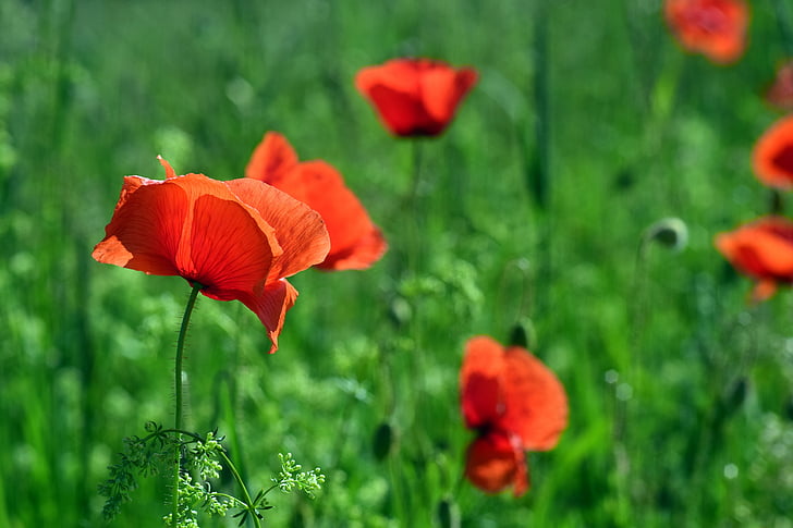 Poppy, klatschmohn, bunga opium, merah, bidang poppies, Poppy meadow, musim semi