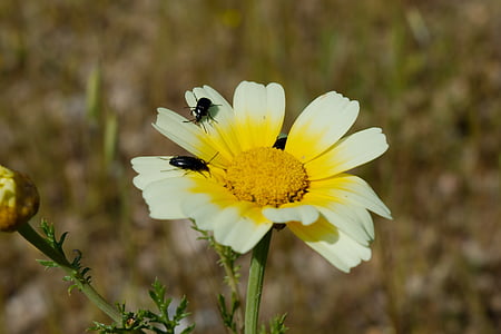 花, bug, 自然, 昆虫, 黄色, 白色