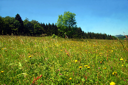 spring meadow, flower meadow, wild flowers, spring, meadow, wildflowers, rhön meadow