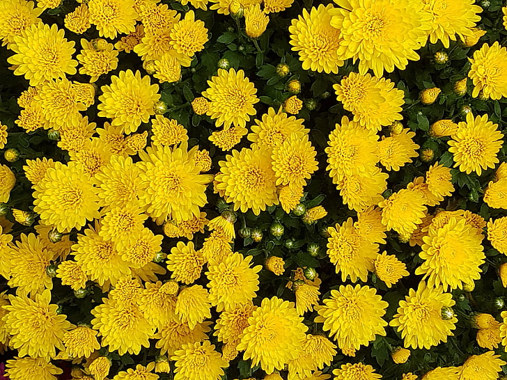 Syksy, krysanteemi, kukat, Asteraceae, syksyllä kukkia, kuvia, Keltaiset krysanteemit