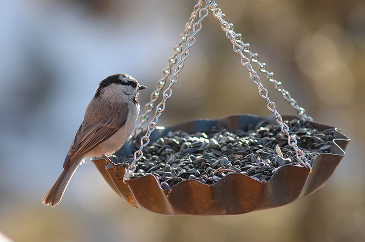 Vogel, Finch, Feeder, Bird feeder, Niger Samen, Natur, Tierwelt