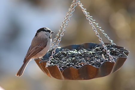 bird, finch, feeder, bird feeder, niger seed, nature, wildlife