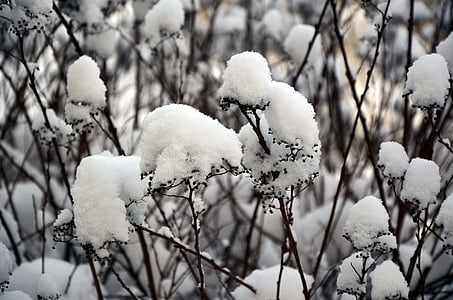 winter, snow, bush, frost, ice, cold, evironment