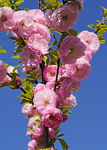 almond blossom, spring, flowering twig, almond tree, close, spring awakening, pink