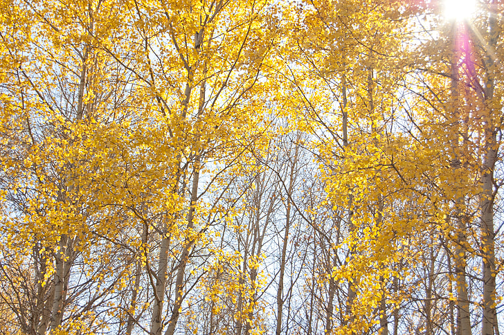 Žluté stromy, podzim, slunce svítí skrz listy, slunečno, modrá obloha, Příroda, žlutá