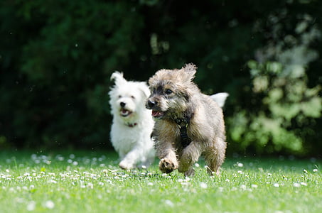 dois cães de raça, fúria de cães, filhote de cachorro, wuschelig, doce, bonito, engraçado