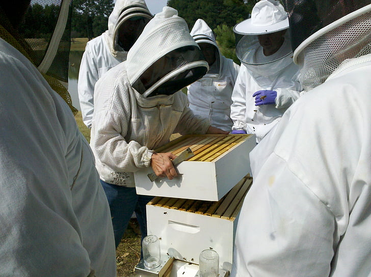 Miód pszczeli, Bee hive inspekcji, Pasieki, Pszczelarz, miód, Pszczoła, Ula