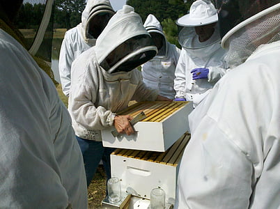 꿀 꿀벌, 비 하이브 검사, 양봉장, 양 봉, 여 보, 꿀벌, 벌집