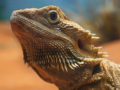 lizard, close up, reptile, orange, portrait, australia, bearded